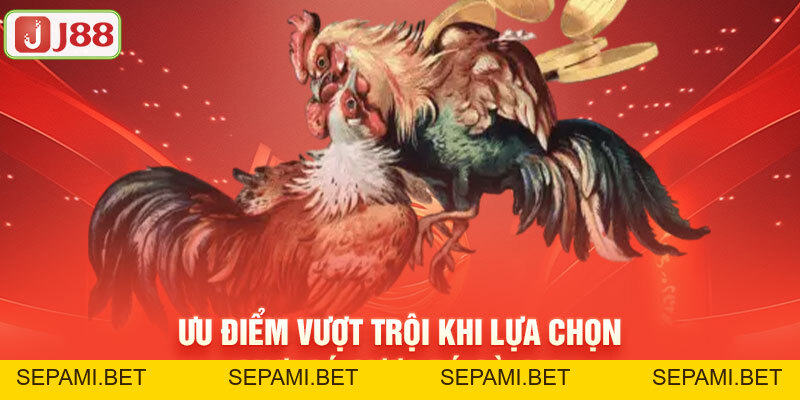 Đá Gà J88 - Nơi Hội Tụ Các Trận Đấu Đỉnh Cao Cho Các Sư Kê - SEPAMI