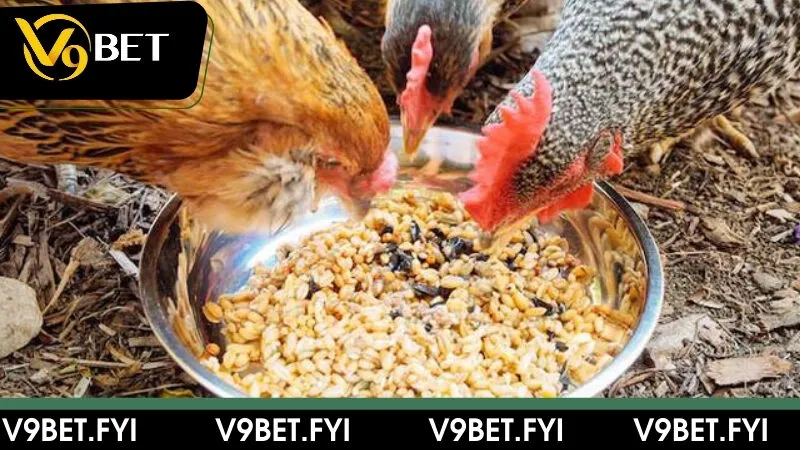 Bật mí cách nuôi gà đá chân mạnh hiệu quả cùng sư kê - SEPAMI