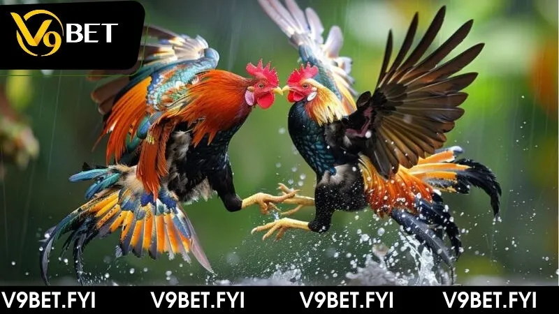 Tìm hiểu chi tiết hình thức đá gà trên casino cùng V9bet - SEPAMI