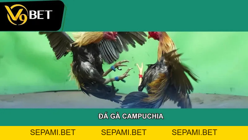 Đá gà - SEPAMI