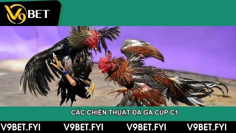 Tìm hiểu giải đá gà cúp c1 - Trận đấu đỉnh cao của chiến kê - SEPAMI