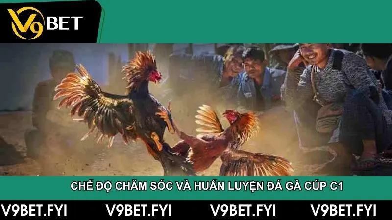 Tìm hiểu giải đá gà cúp c1 - Trận đấu đỉnh cao của chiến kê - SEPAMI