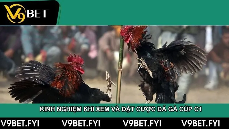 Tìm hiểu giải đá gà cúp c1 - Trận đấu đỉnh cao của chiến kê - SEPAMI