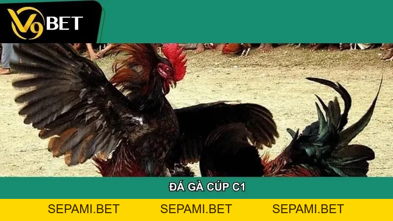 Đá gà - SEPAMI