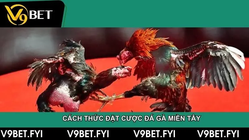 Đá gà miền tây – Truyền thống và đam mê của người dân Nam Bộ - SEPAMI