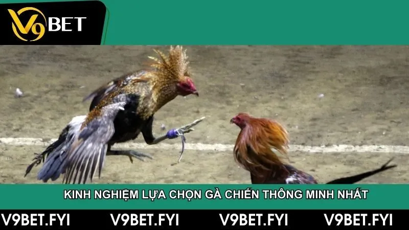 Đá gà miền tây – Truyền thống và đam mê của người dân Nam Bộ - SEPAMI