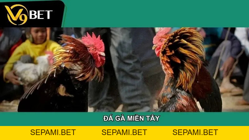Đá gà - SEPAMI