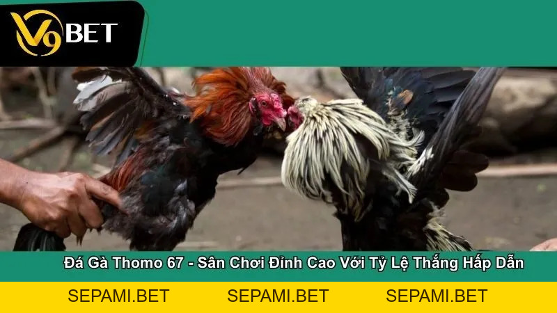 Đá gà - SEPAMI
