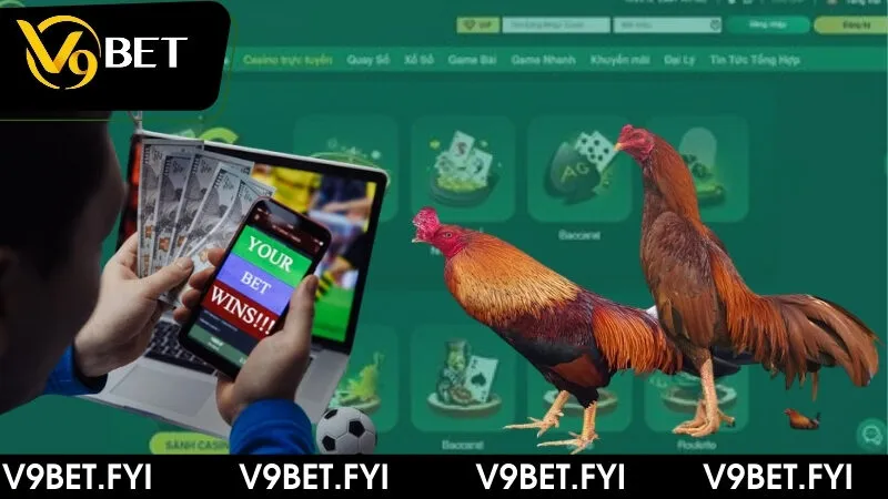 Trận đấu gà đá cựa sắt - Hấp dẫn và thưởng lớn tại V9bet - SEPAMI
