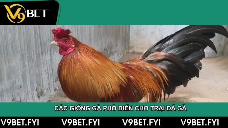 Trại gà đá - Hướng dẫn chọn giống đến kỹ thuật huấn luyện - SEPAMI