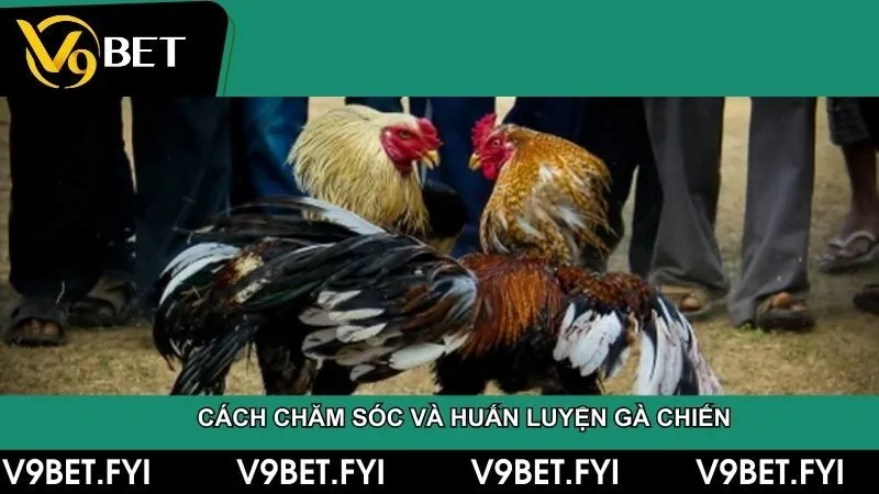 Trại gà đá - Hướng dẫn chọn giống đến kỹ thuật huấn luyện - SEPAMI