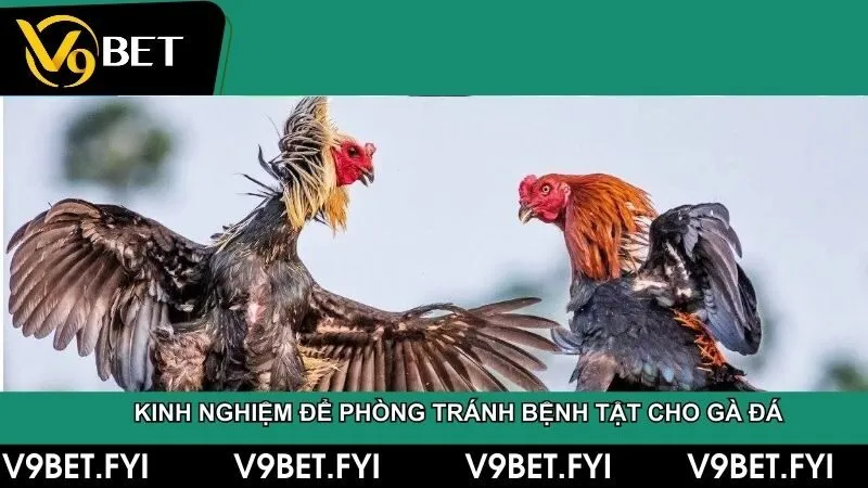 Trại gà đá - Hướng dẫn chọn giống đến kỹ thuật huấn luyện - SEPAMI