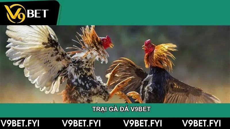 Đá gà - SEPAMI