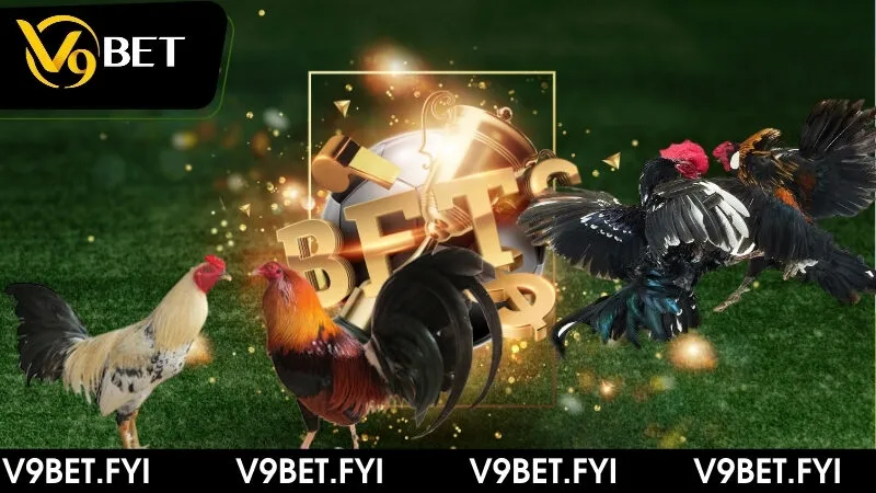 Trận đấu gà đá cựa sắt - Hấp dẫn và thưởng lớn tại V9bet - SEPAMI